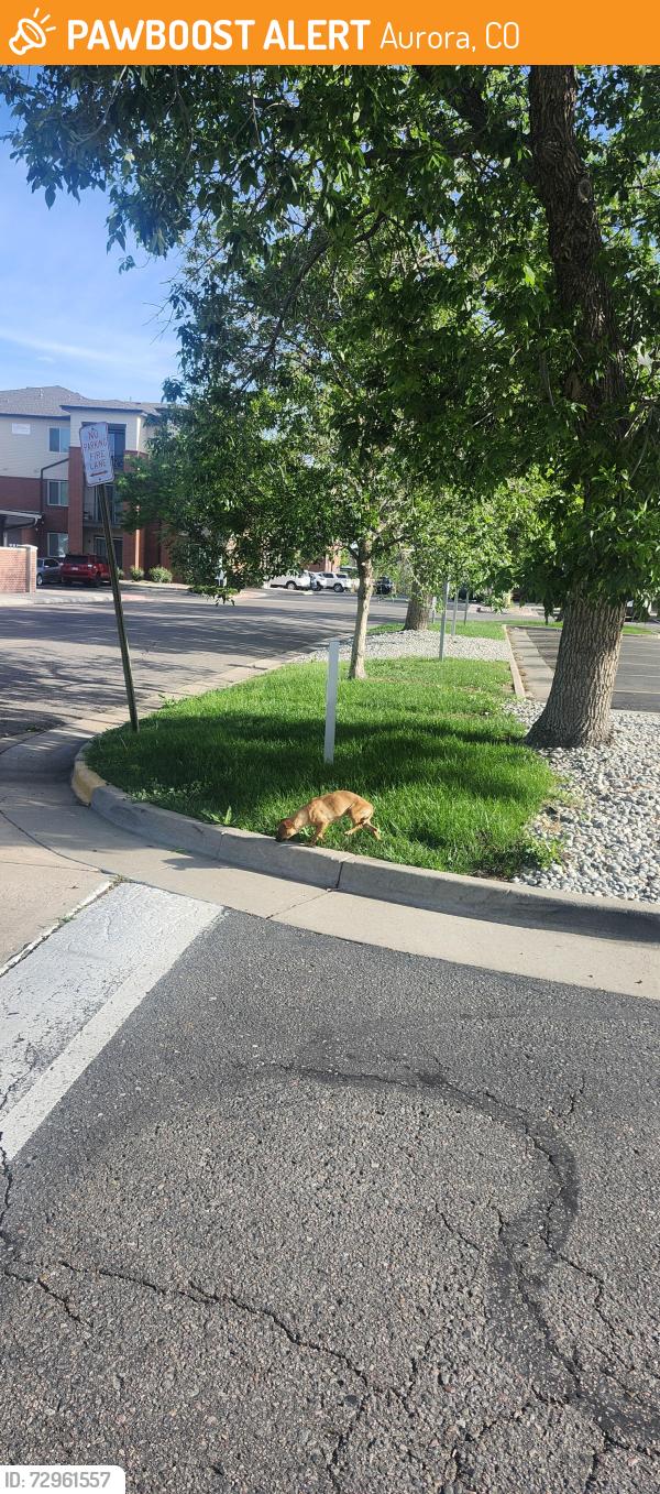 Found/Stray Unknown Dog last seen Well Fargo, Aurora, CO 80012