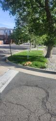 Found/Stray Unknown Dog last seen Well Fargo , Aurora, CO 80012