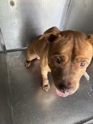 Shelter Stray Male Dog last seen Near Barnes Bridge Road, 75150, TX, Mesquite, TX 75149