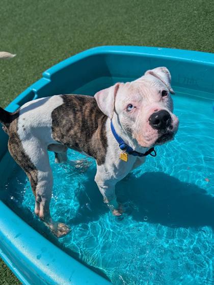 Shelter Stray Male Dog last seen Cleveland, OH 44103, Cleveland, OH 44102