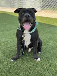 Shelter Stray Male Dog last seen Gastonia, NC 28052, Gastonia, NC 28052