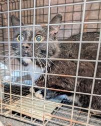 Shelter Stray Male Cat last seen Eau Claire, WI 54703, Eau Claire, WI 54701