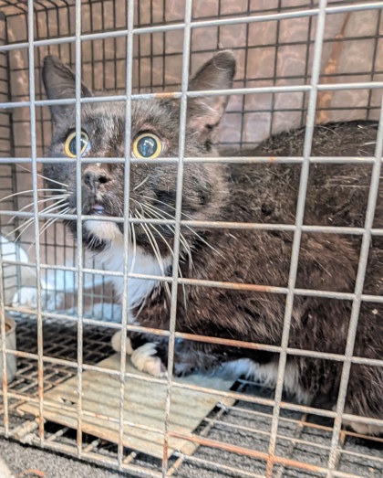 Shelter Stray Male Cat last seen Eau Claire, WI 54703, Eau Claire, WI 54701