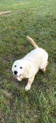 Lost Female Dog last seen CR 526 Mansfield, TX, Mansfield, TX 76063