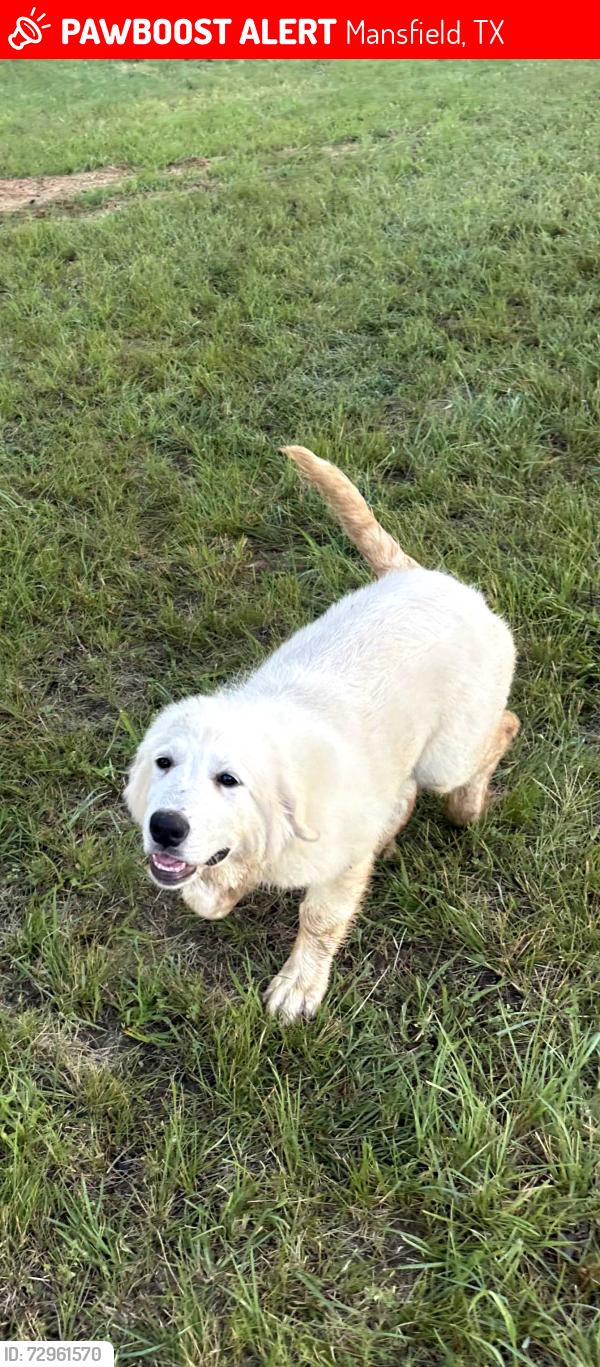 Lost Female Dog last seen CR 526 Mansfield, TX, Mansfield, TX 76063