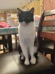 Lost Male Cat last seen Airport Rd/ Woodstock Dr, Lincoln Pointe neighborhood between Brownsburg East and West middle schools, Brownsburg, IN 46112