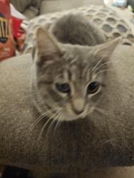 Lost Female Cat last seen King Albert , Austin, TX 78745