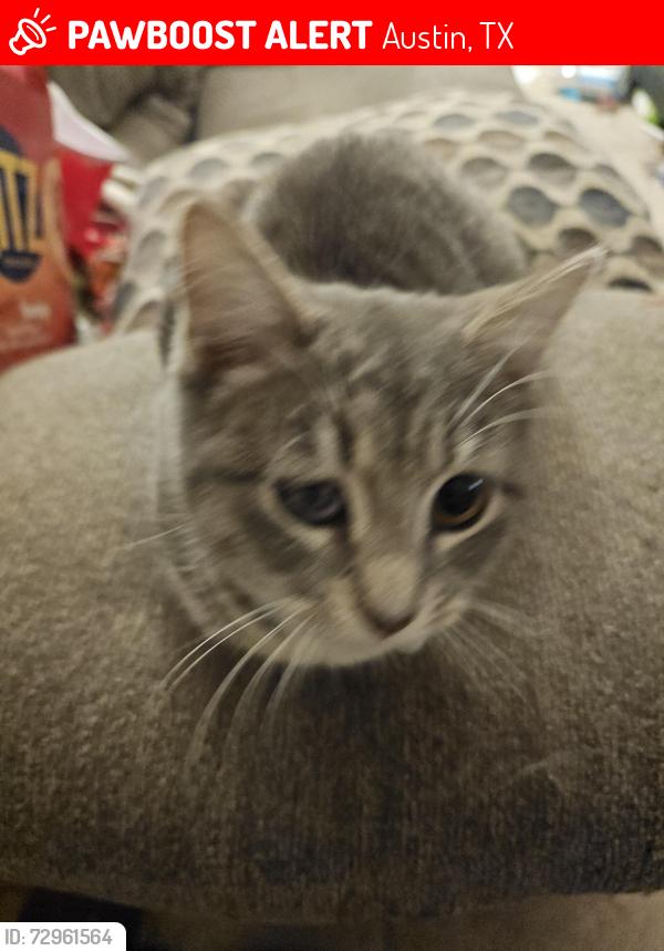 Lost Female Cat last seen King Albert , Austin, TX 78745