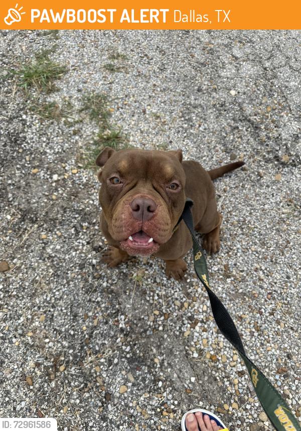 Found/Stray Male Dog last seen I-45 and Illinois Ave. Dallas, TX , Dallas, TX 75216