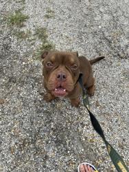 Found/Stray Male Dog last seen I-45 and Illinois Ave. Dallas, TX , Dallas, TX 75216