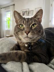 Lost Male Cat last seen Sandy Plains Road, Marietta, GA 30062