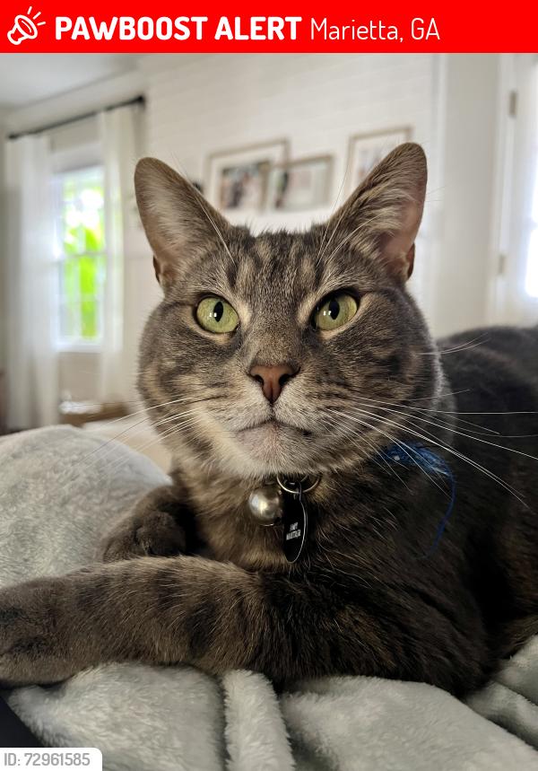 Lost Male Cat last seen Sandy Plains Road, Marietta, GA 30062