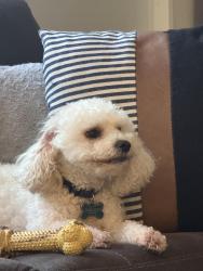 Lost Male Dog last seen County Line Rd, Fords Rd, Cobb County, GA 30101