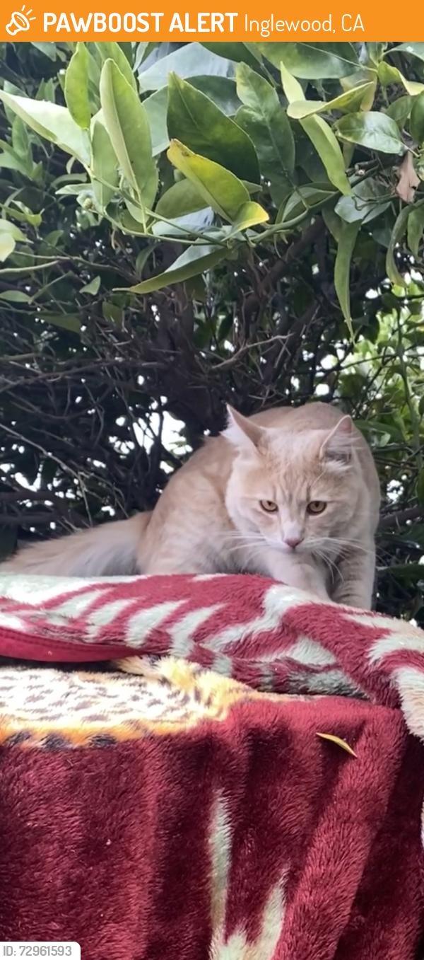Found/Stray Unknown Cat last seen Queen st and Oak, Inglewood, CA 90301