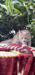 Found/Stray Unknown Cat last seen Queen st and Oak, Inglewood, CA 90301