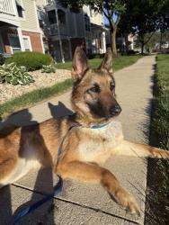 Found/Stray Female Dog last seen Sundance apmts, Indianapolis, IN 46239