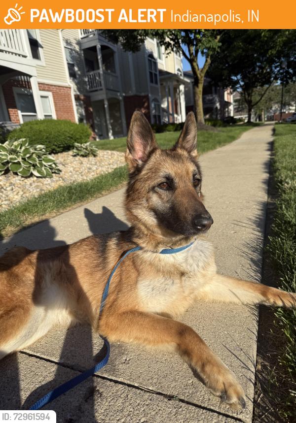 Found/Stray Female Dog last seen Sundance apmts, Indianapolis, IN 46239