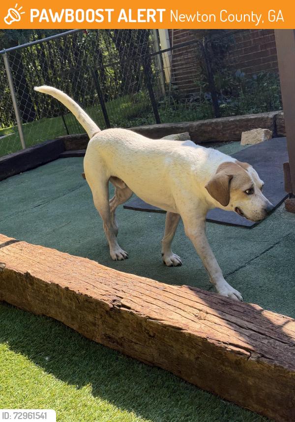 Found/Stray Male Dog last seen Exit 88 interstate 20, Newton County, GA 30013