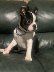 Lost Male Dog last seen Kensington,Prescott,Lanewood, Dayton, OH 45406