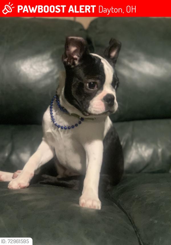 Lost Male Dog last seen Kensington,Prescott,Lanewood, Dayton, OH 45406
