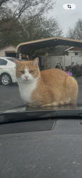 Lost Male Cat last seen Battlegroud, Murfreesboro, TN 37129