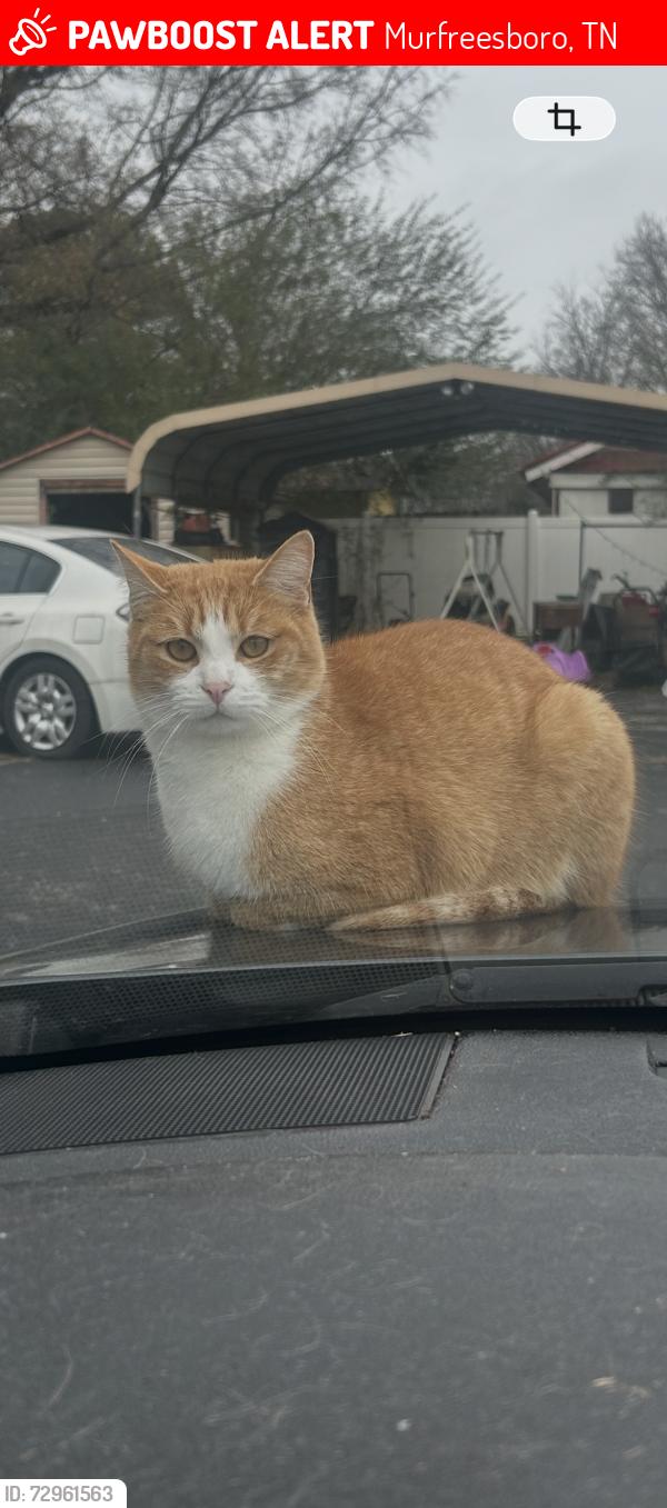 Lost Male Cat last seen Battlegroud, Murfreesboro, TN 37129