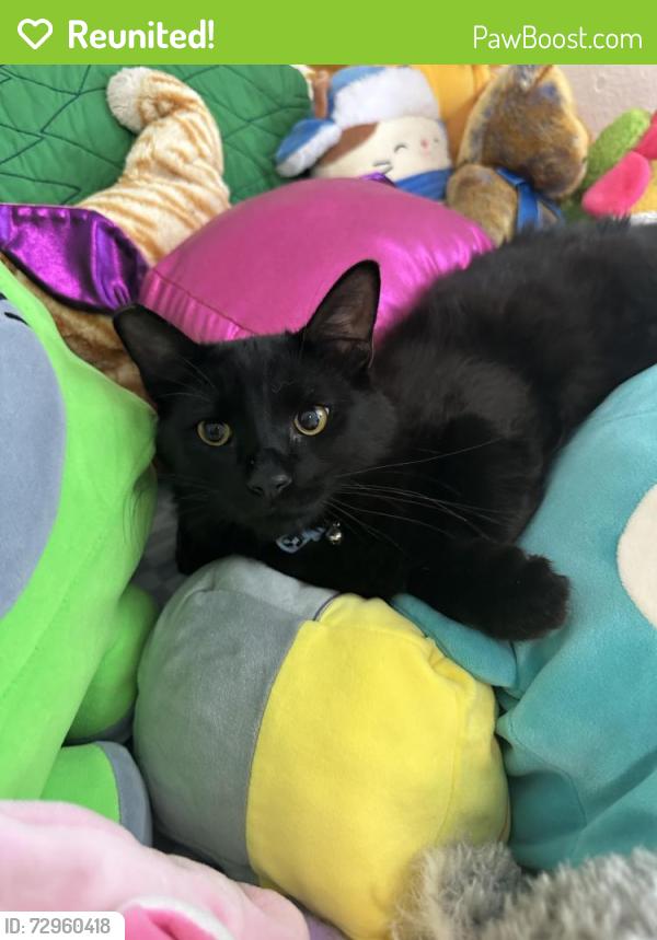 Reunited Male Cat last seen Sunset and Celebratory Pl., Henderson, NV 89015