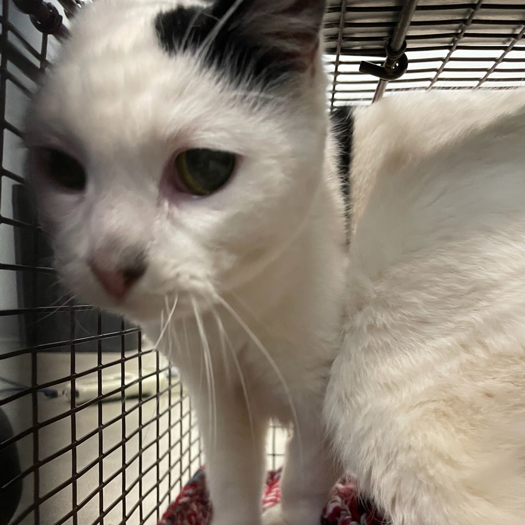 Shelter Stray Female Cat last seen Near E 12th Street, DES MOINES, IA, 50316, Des Moines, IA 50313