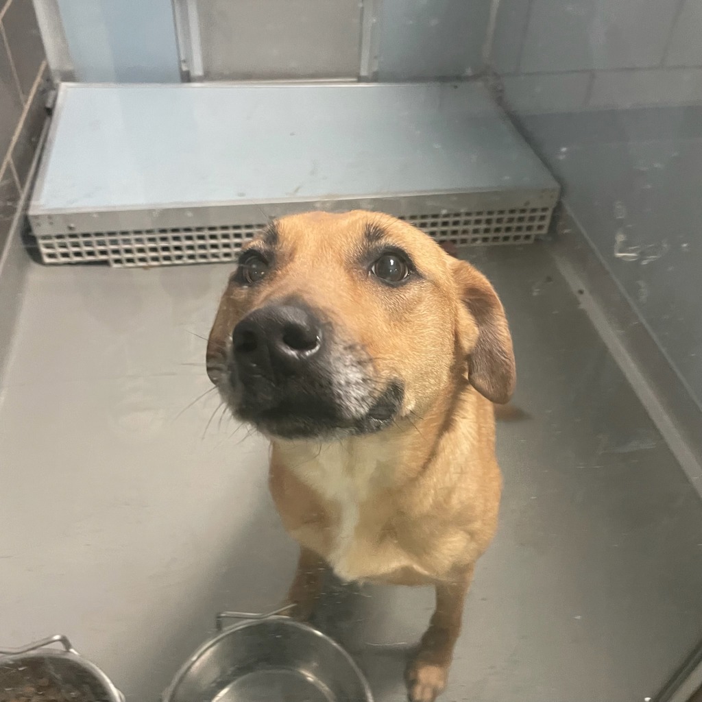 Shelter Stray Female Dog last seen Near Indianola Avenue, DES MOINES, IA, 50320, Des Moines, IA 50313