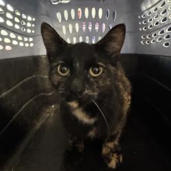 Shelter Stray Female Cat last seen Near SW Des Moines Street, ANKENY, IA, 50023, Des Moines, IA 50313