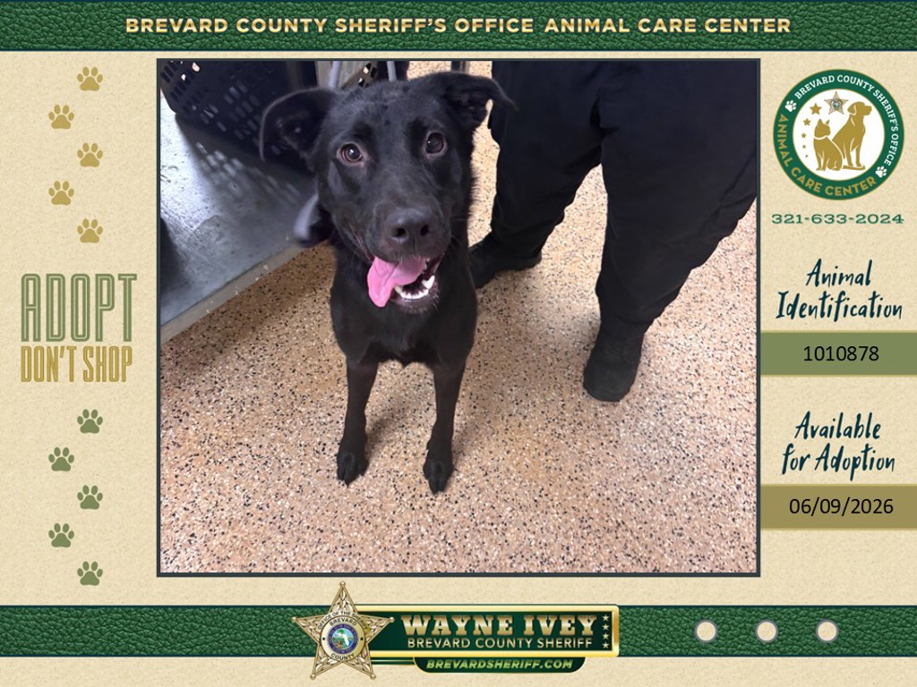 Shelter Stray Female Dog last seen FL, Melbourne, FL 32934