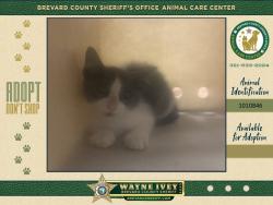 Shelter Stray Male Cat last seen Near Hog Valley Road, MIMS, FL, 32754, Melbourne, FL 32934