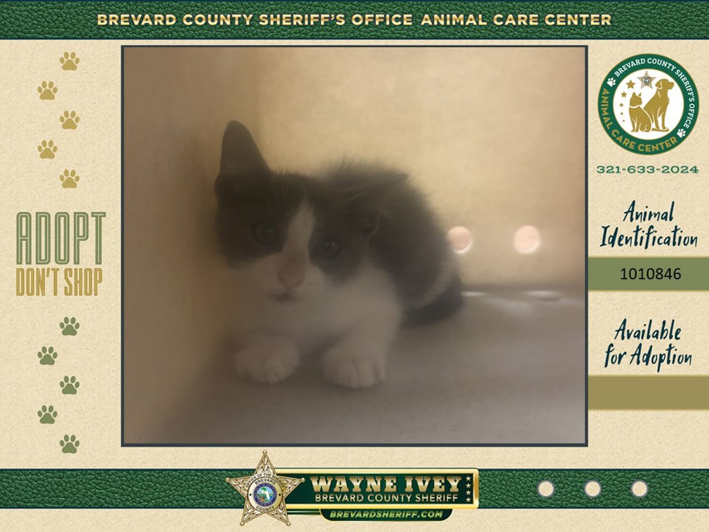 Shelter Stray Male Cat last seen Near Hog Valley Road, MIMS, FL, 32754, Melbourne, FL 32934