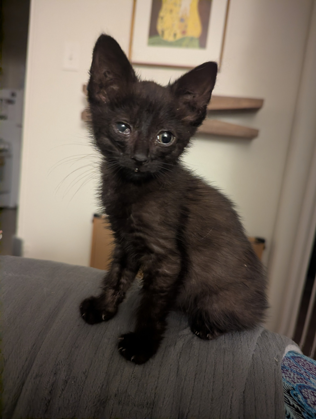 Shelter Stray Male Cat last seen 104th Avenue, OAKLAND, CA, 94603, Oakland, CA 94621