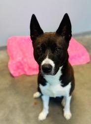 Shelter Stray Female Dog last seen LA, 410 Dugas Rd, Lafayette, LA 70507, USA