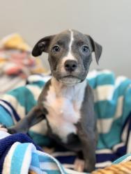 Shelter Stray Female Dog last seen Pont Des Mouton Road, LAFAYETTE, LA, 70507, Lafayette, LA 70507