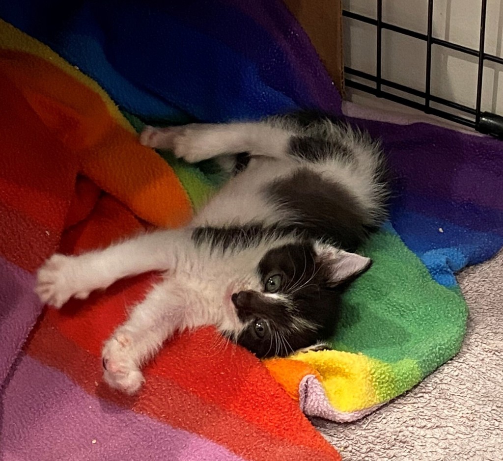 Shelter Stray Male Cat last seen Near S Gold Ridge Drive, Magna Township, UT, 84044, Taylorsville, UT 84123