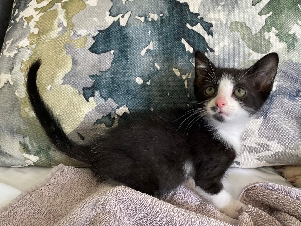 Shelter Stray Female Cat last seen Near S Gold Ridge Drive, Magna Township, UT, 84044, Taylorsville, UT 84123