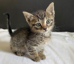 Shelter Stray Male Cat last seen Near S Gold Ridge Drive, Magna Township, UT, 84044, Taylorsville, UT 84123
