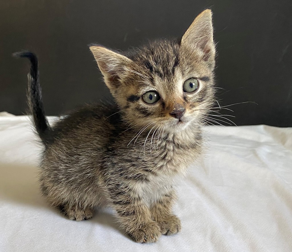 Shelter Stray Male Cat last seen Near S Gold Ridge Drive, Magna Township, UT, 84044, Taylorsville, UT 84123