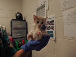 Shelter Stray Male Cat last seen NC, Raleigh, NC 27610