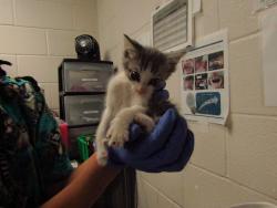 Shelter Stray Male Cat last seen NC, Raleigh, NC 27610