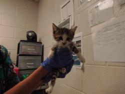 Shelter Stray Male Cat last seen NC, Raleigh, NC 27610