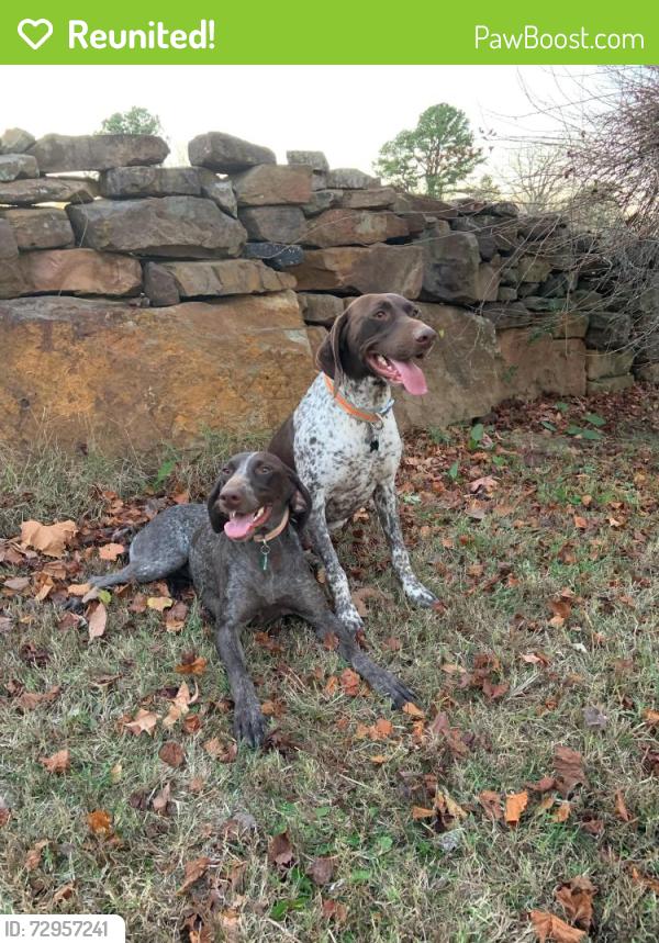 Reunited Unknown Dog last seen Stonebridge Meadows Golf Course area, Fayetteville, AR 72701