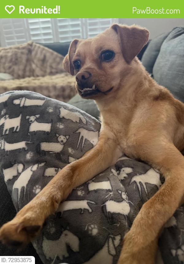 Reunited Female Dog last seen Unknown, Jackson, TN 38301