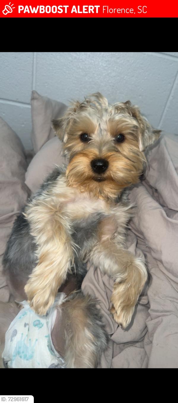 Lost Male Dog last seen Near e Tierra drive , Florence, SC 29505