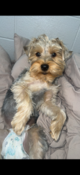Lost Male Dog last seen Near e Tierra drive , Florence, SC 29505