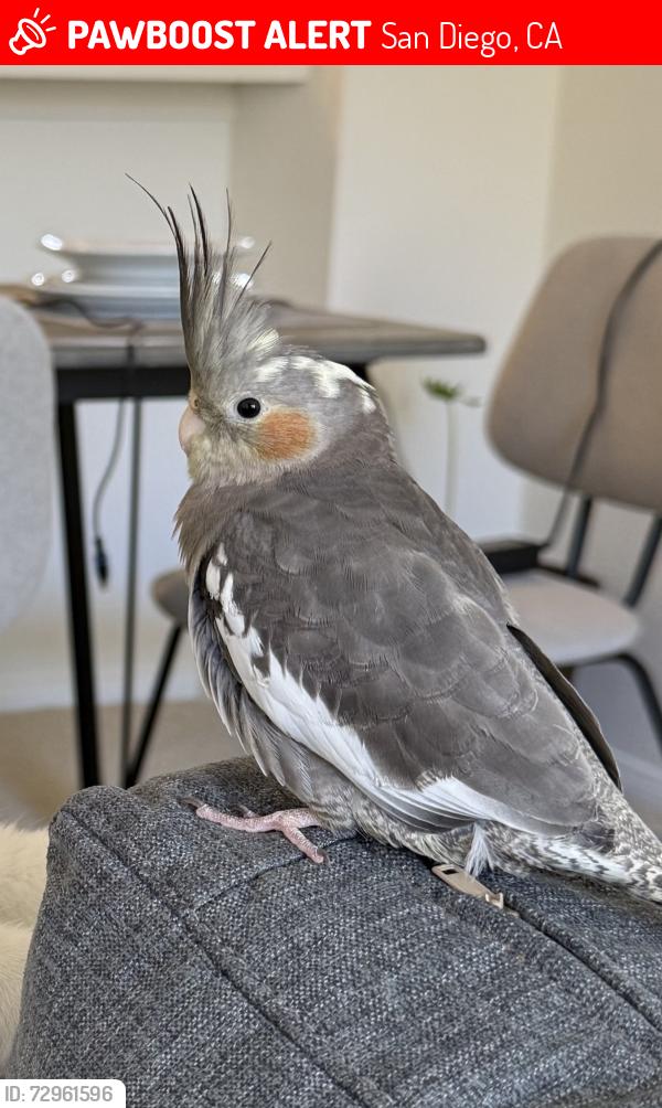 Lost Female Bird last seen Jackson Dr and Golfcrest Dr, near to Lakeshore Villa apmts, San Diego, CA 92119