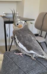Lost Female Bird last seen Jackson Dr and Golfcrest Dr, near to Lakeshore Villa apmts, San Diego, CA 92119