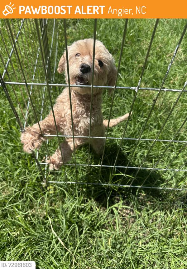 Rehomed Unknown Dog last seen Stancil Road and Jackson King Road, Angier, NC 27501